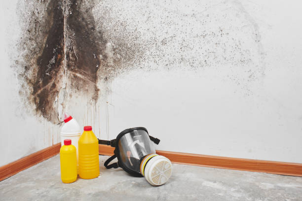 Best Professional Mold Removal  in Mirrormont, WA