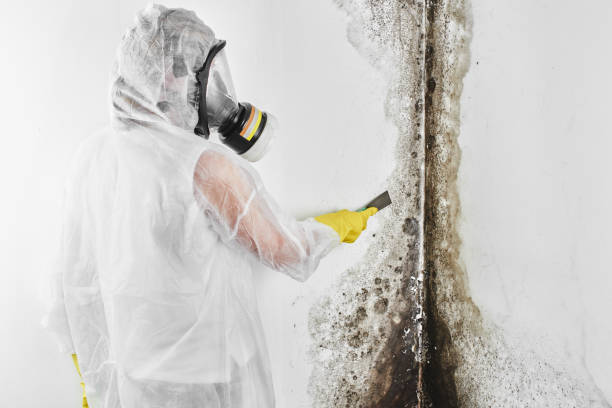 Best Home Mold Removal  in Mirrormont, WA