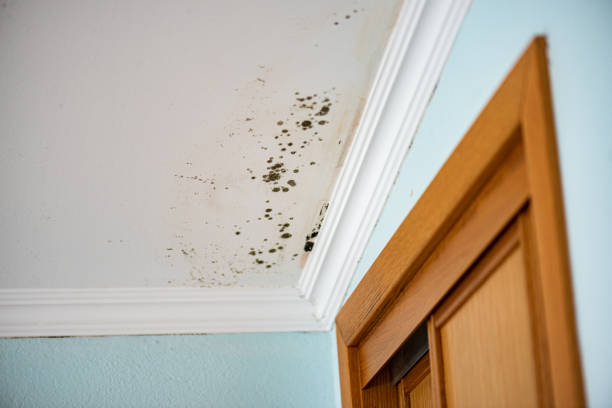 Best Toxic Mold Removal  in Mirrormont, WA