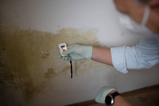 Best Crawl Space Mold Removal  in Mirrormont, WA