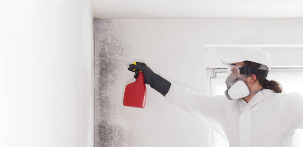 Best Office Mold Removal Services  in Mirrormont, WA