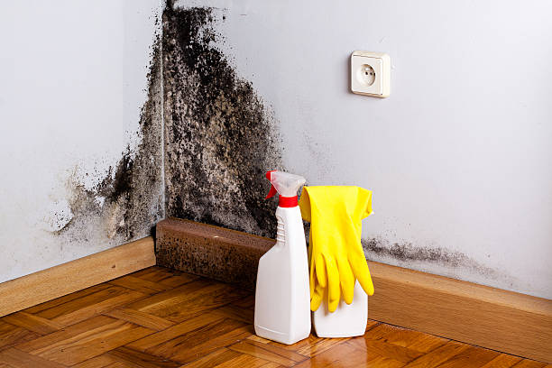 Mold Removal and Inspection in Mirrormont, WA