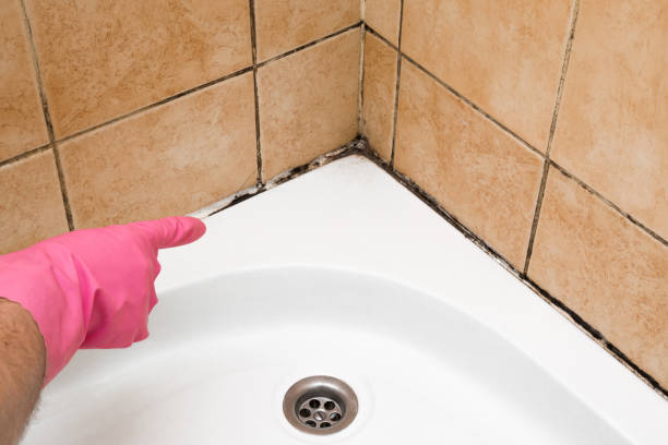 Best Toxic Mold Removal  in Mirrormont, WA